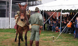 Cavalry Pack Mule